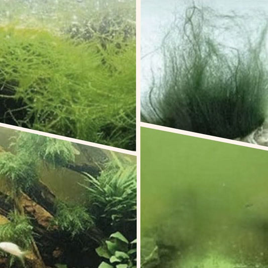 🎉Buy More Save More💥 Éliminateur d'algues et de mousse pour aquarium - Purification sûre de l'eau